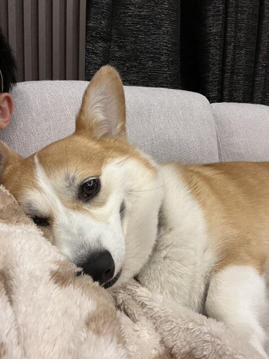 贴贴