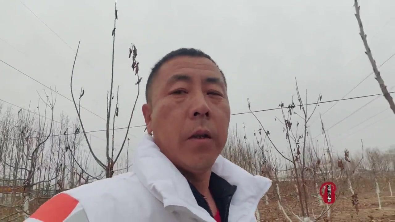 怎么选大樱桃苗木？掌握这5点成活率翻倍！
🌱大樱桃苗木选择有讲究，根系、枝干、