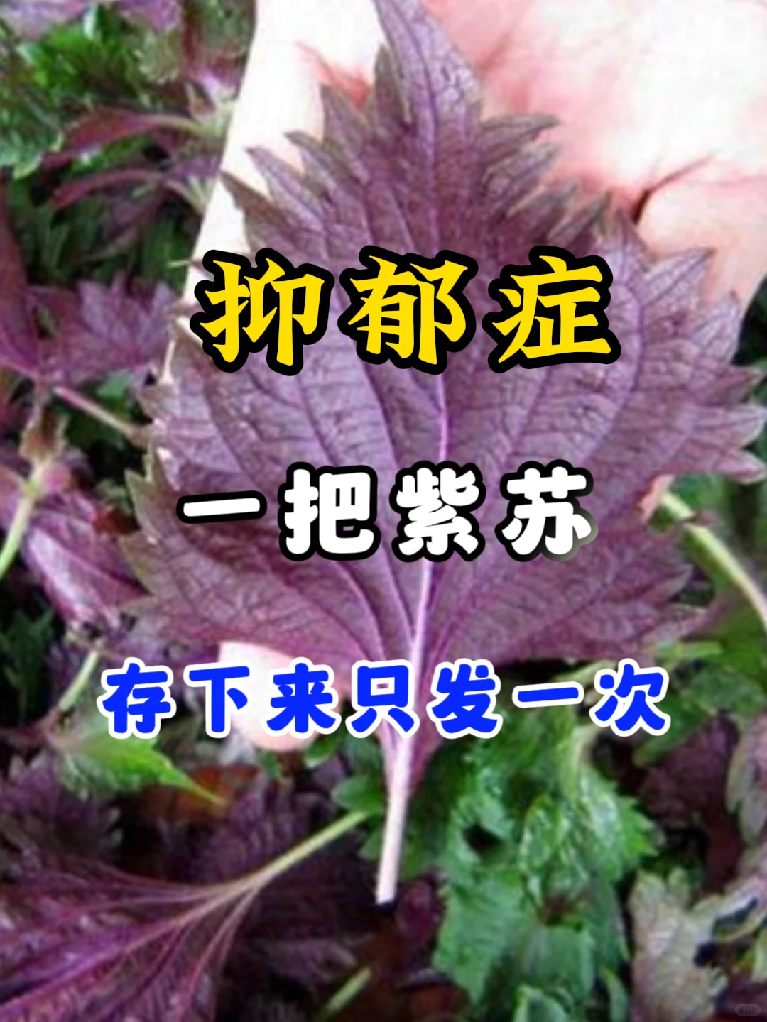 补阳用好一把“纯阳草”，把阳气补进五脏六腑，抑郁症无处可藏 . 说到有...