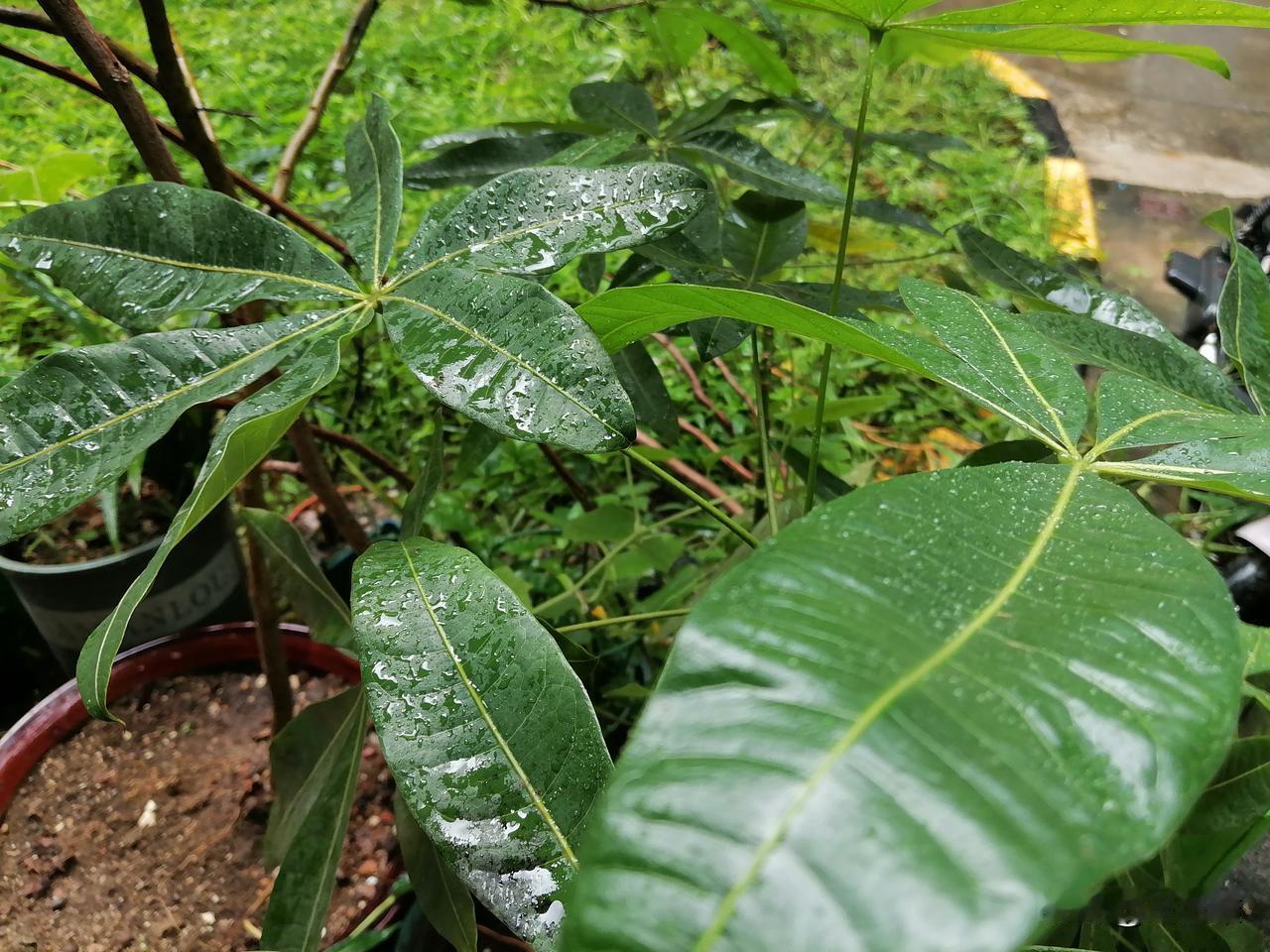 外面又又又下雨了！🌧

深圳最近的雨是真多呀！

感觉情绪都被淋湿了，怎么也晒