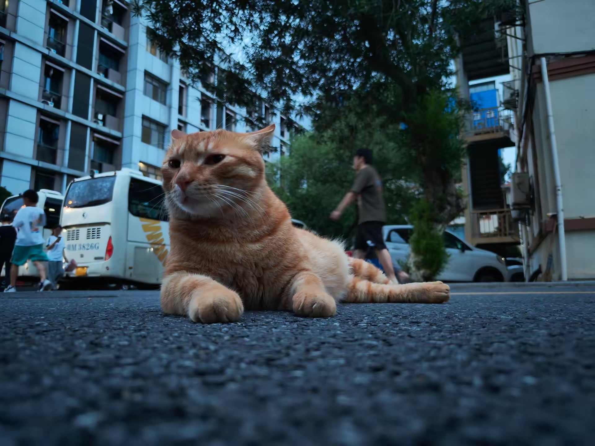 猫咪：一个平常的傍晚