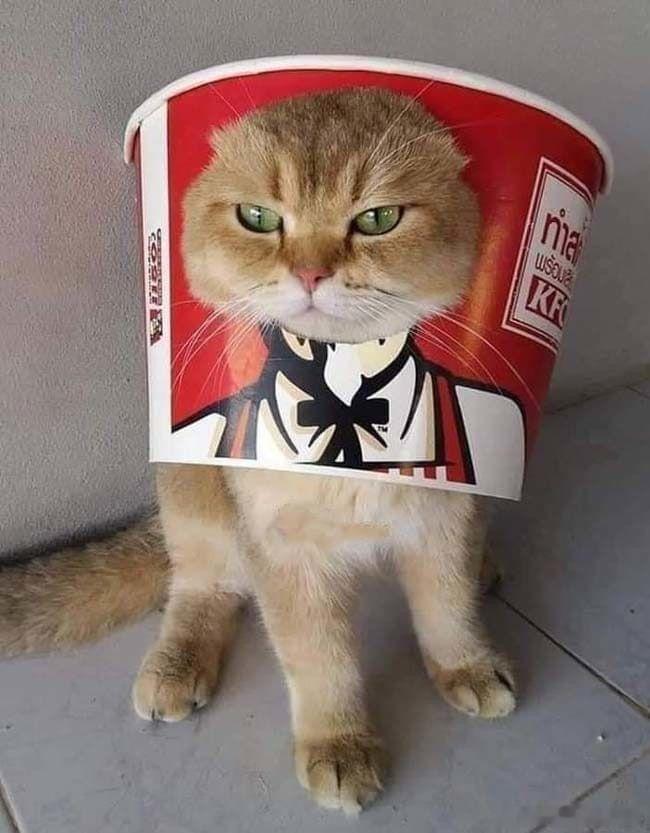猫宁 