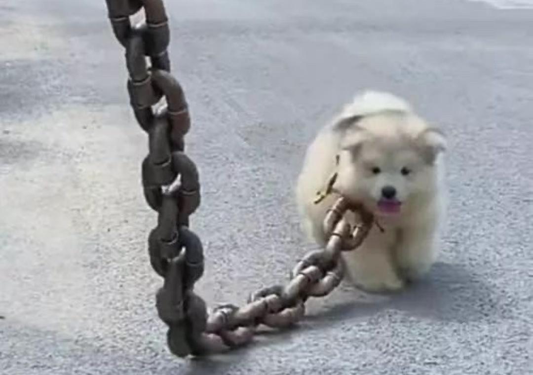 小倭对大邻居动手，不能说没这个想法，但小鬼子人小鬼大，明白自己不是那个个。所以一