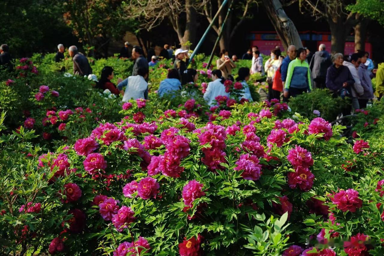这几天是太原牡丹盛开的时候，双塔寺、晋祠还有迎泽公园牡丹园里游人如织，好不热闹。