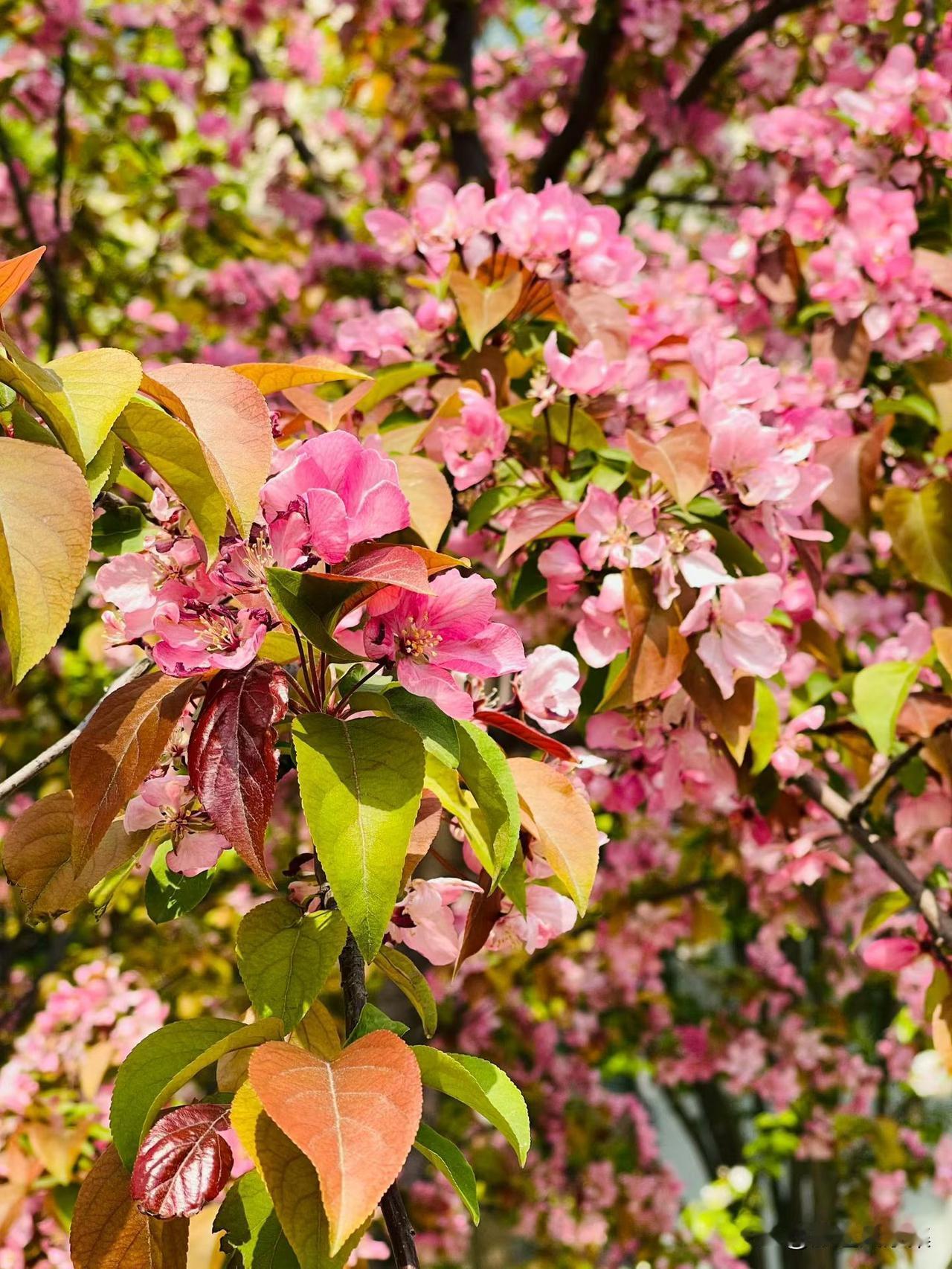 捕捉春日里的色彩魔法💛💜
粉樱轻颤，紫荆热烈，丁香藏香，棣棠明媚，碧桃灼灼，
