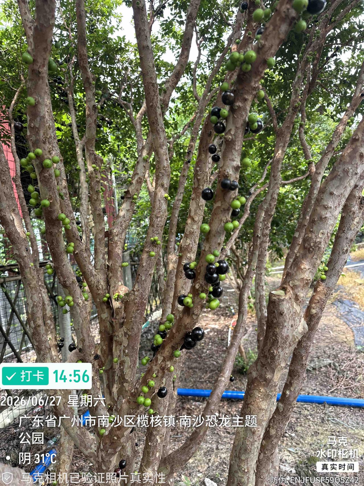 下午三点准备回家了，回家前再在果园转转，既然在一个隐秘的角落又发现有三颗嘉宝果树