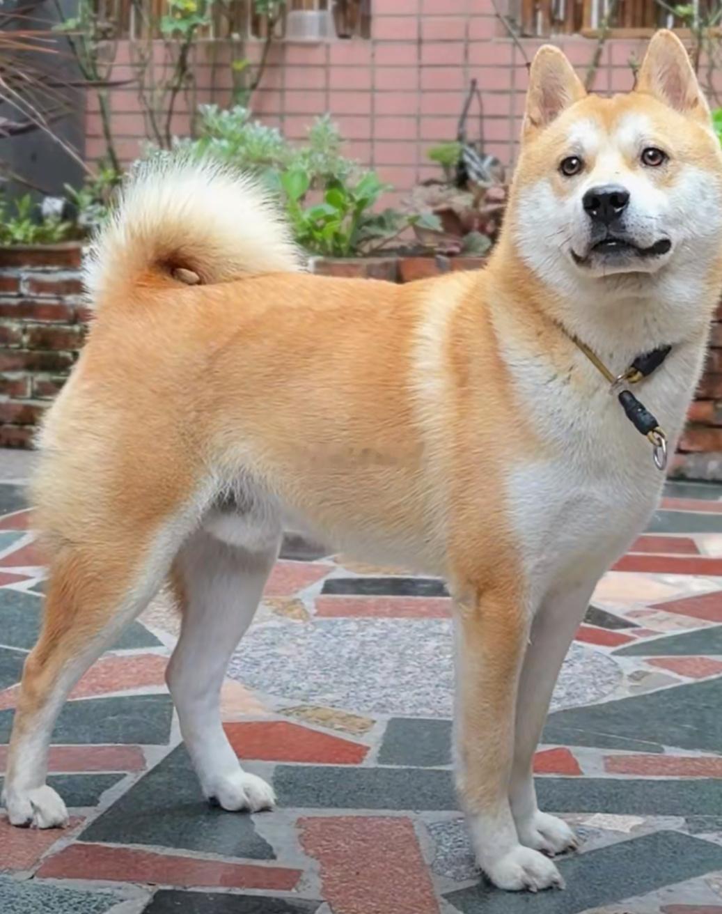 有没有这种品相的黄狗白面！价格从优！ 