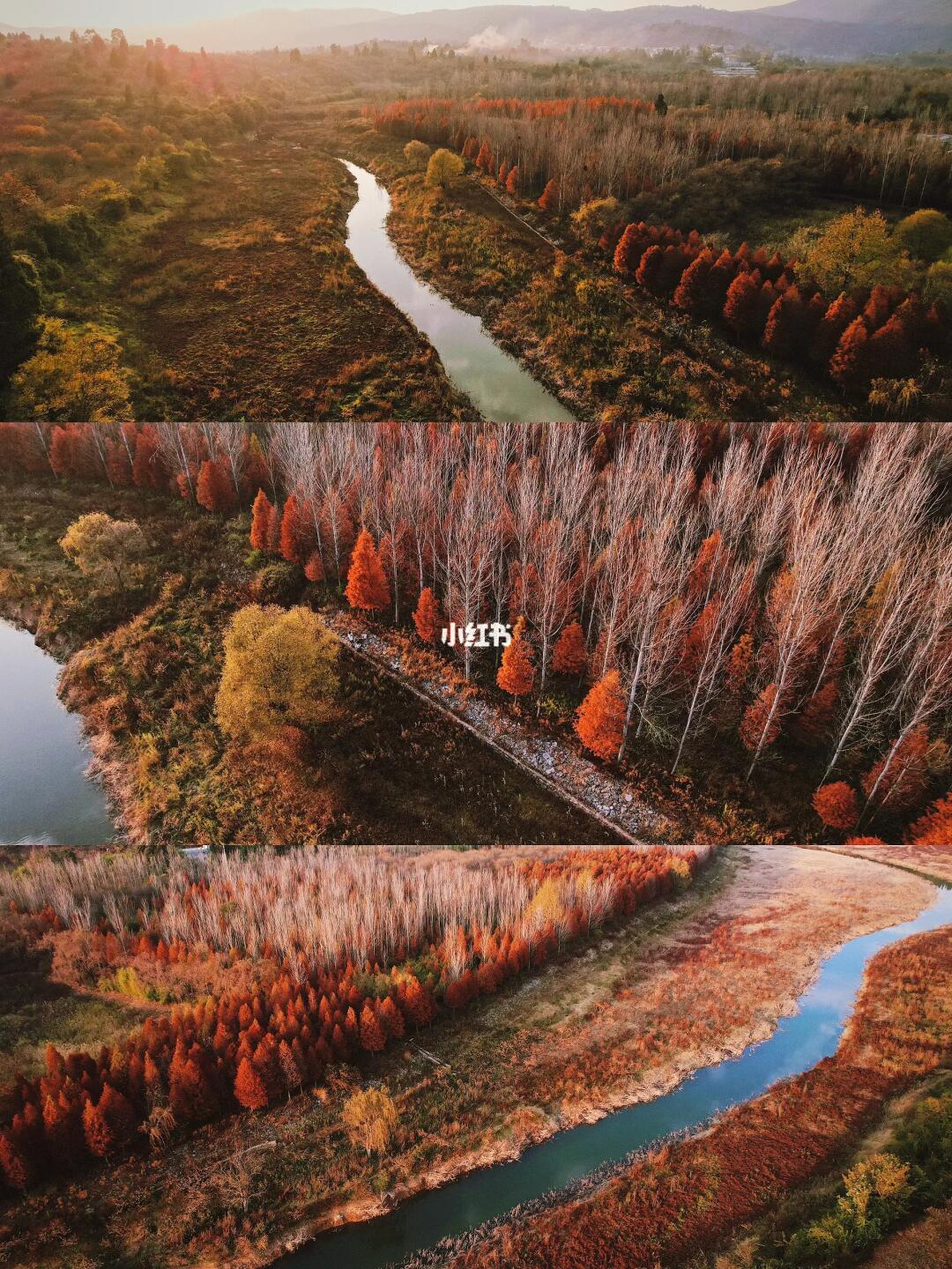 昆明周边｜落日之前和小狗去看红杉吗？