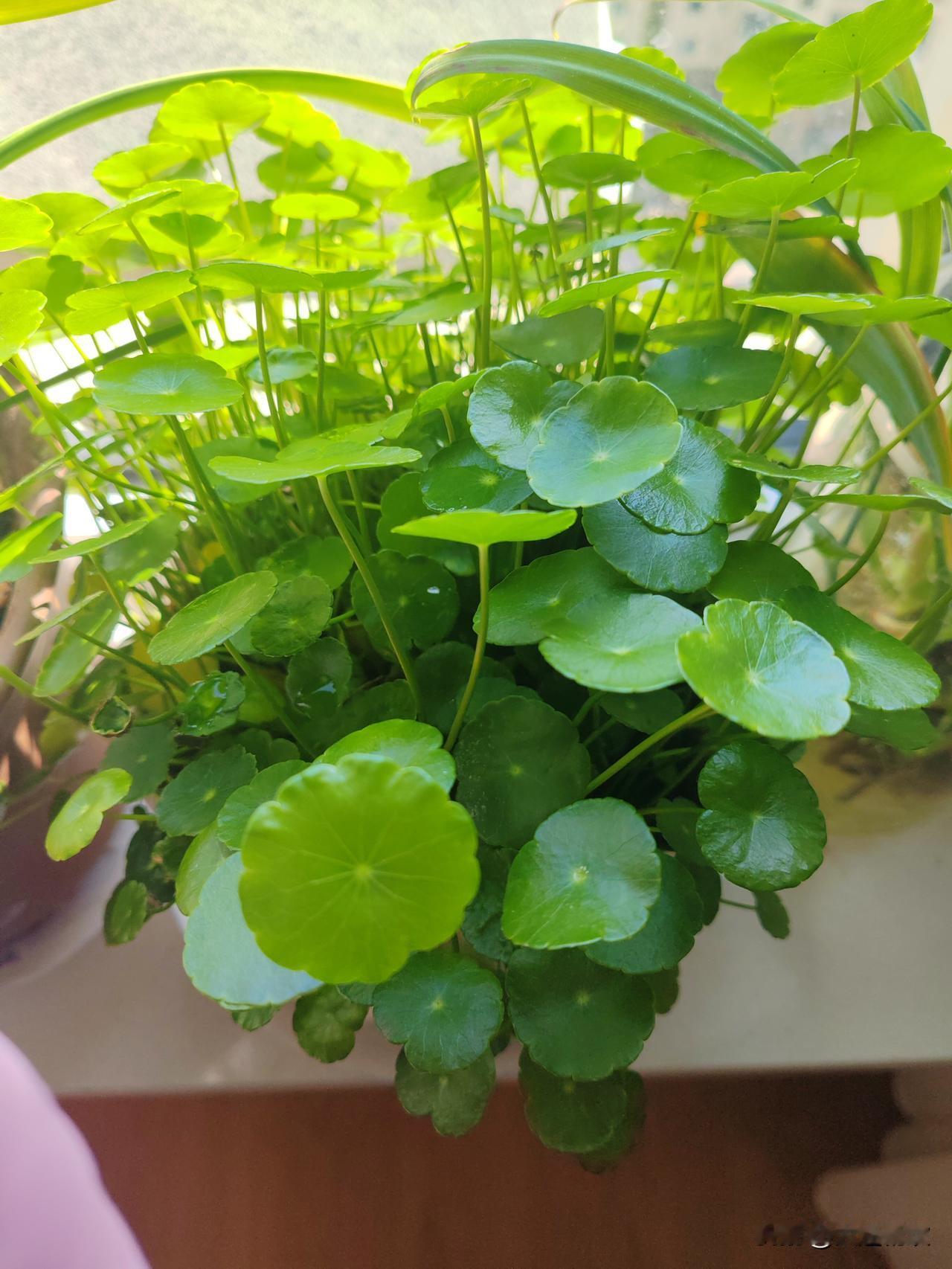 “脾气” 只需这样顺

家里有一盆铜钱草，是最让我费心的花。每次外出，即便小董同