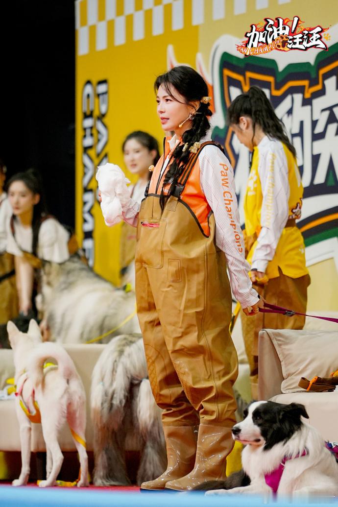 加油汪汪今天中午开播刘涛郑恺带狗出征 全国首档人宠协作竞技综艺中午开播，刘涛郑恺
