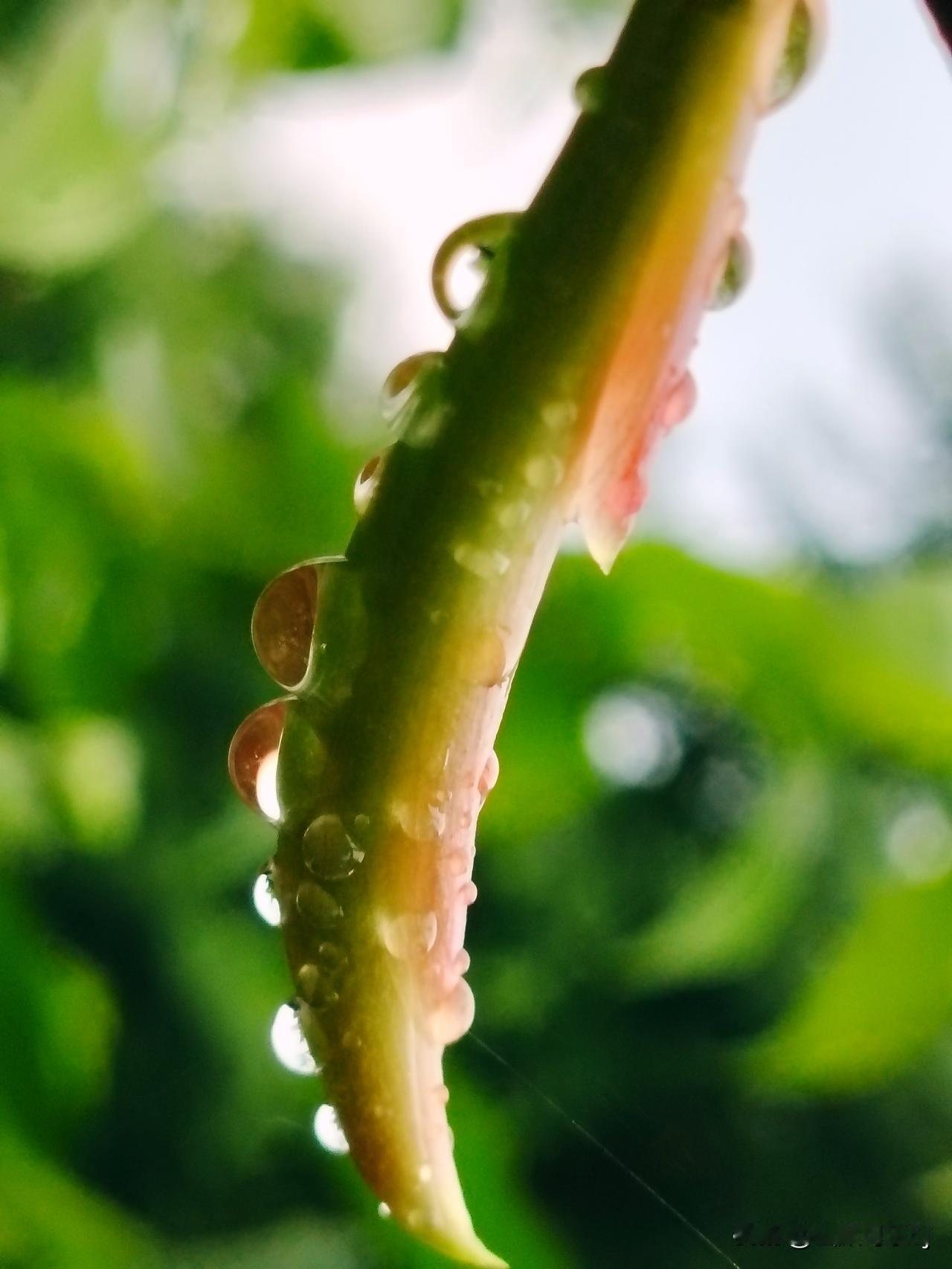 手机随手拍原创图片