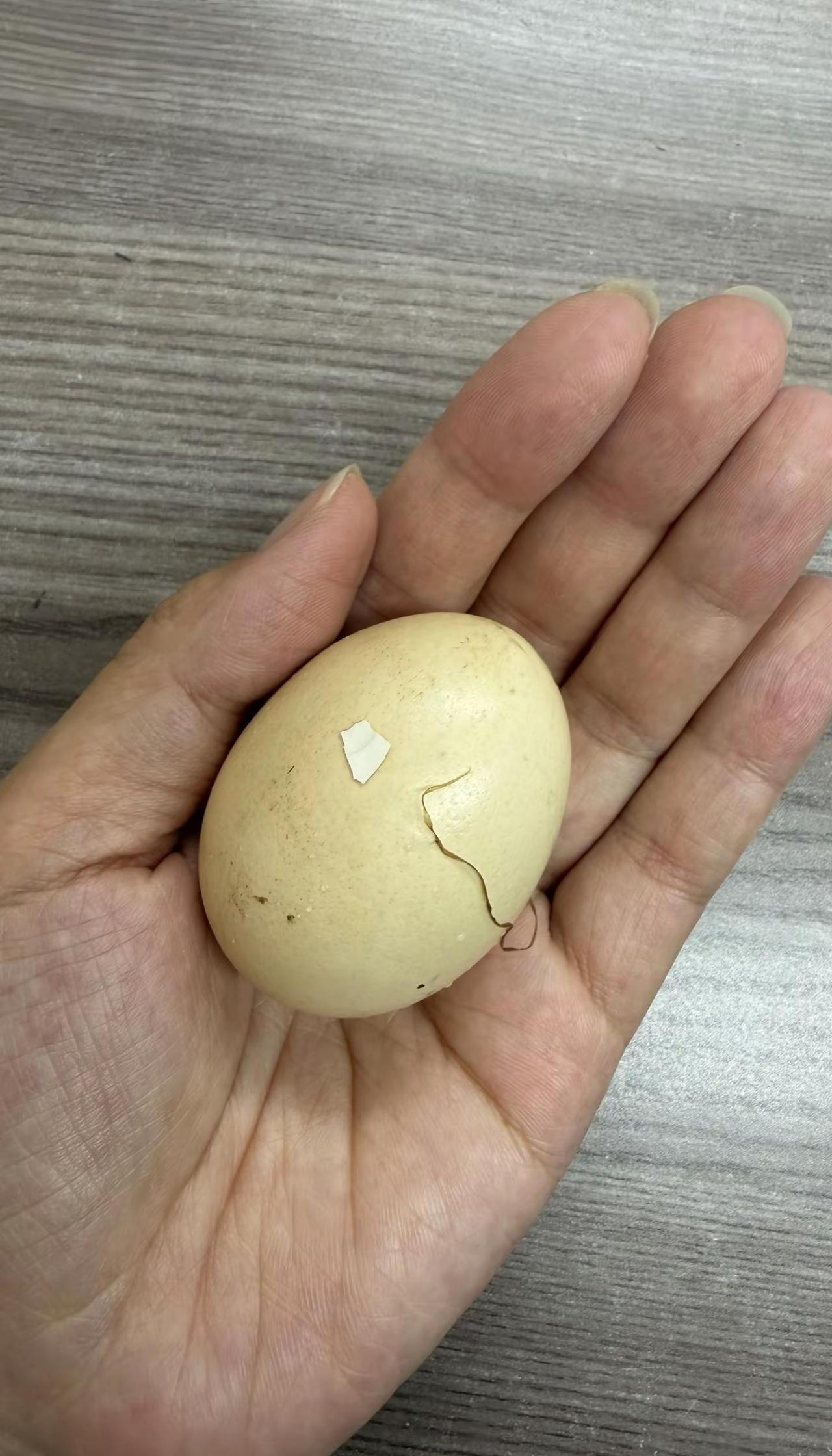 一颗有故事的蛋 鸡蛋的奇思妙想 世界上独一无二的蛋 你觉得单手捏鸡蛋可能捏碎 我