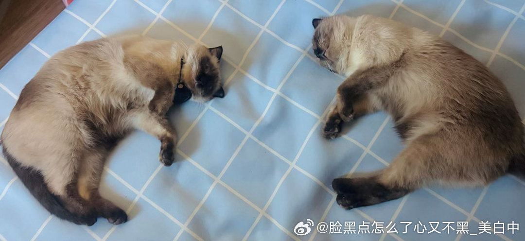 4130只黑脸创世纪 ​​​