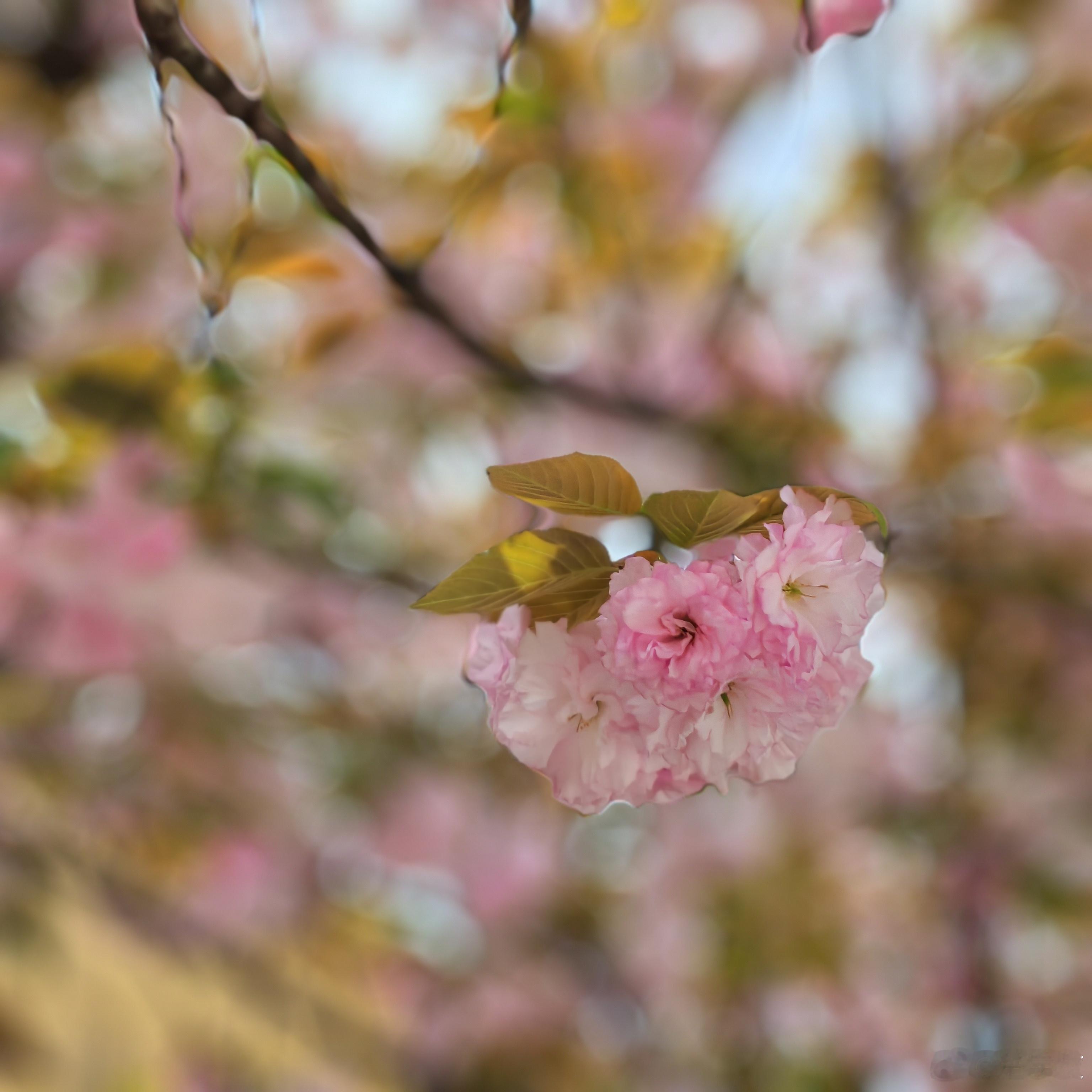 苏州花粉果然比上海严重。​清明节回来后就开始过敏症状。  ​​​