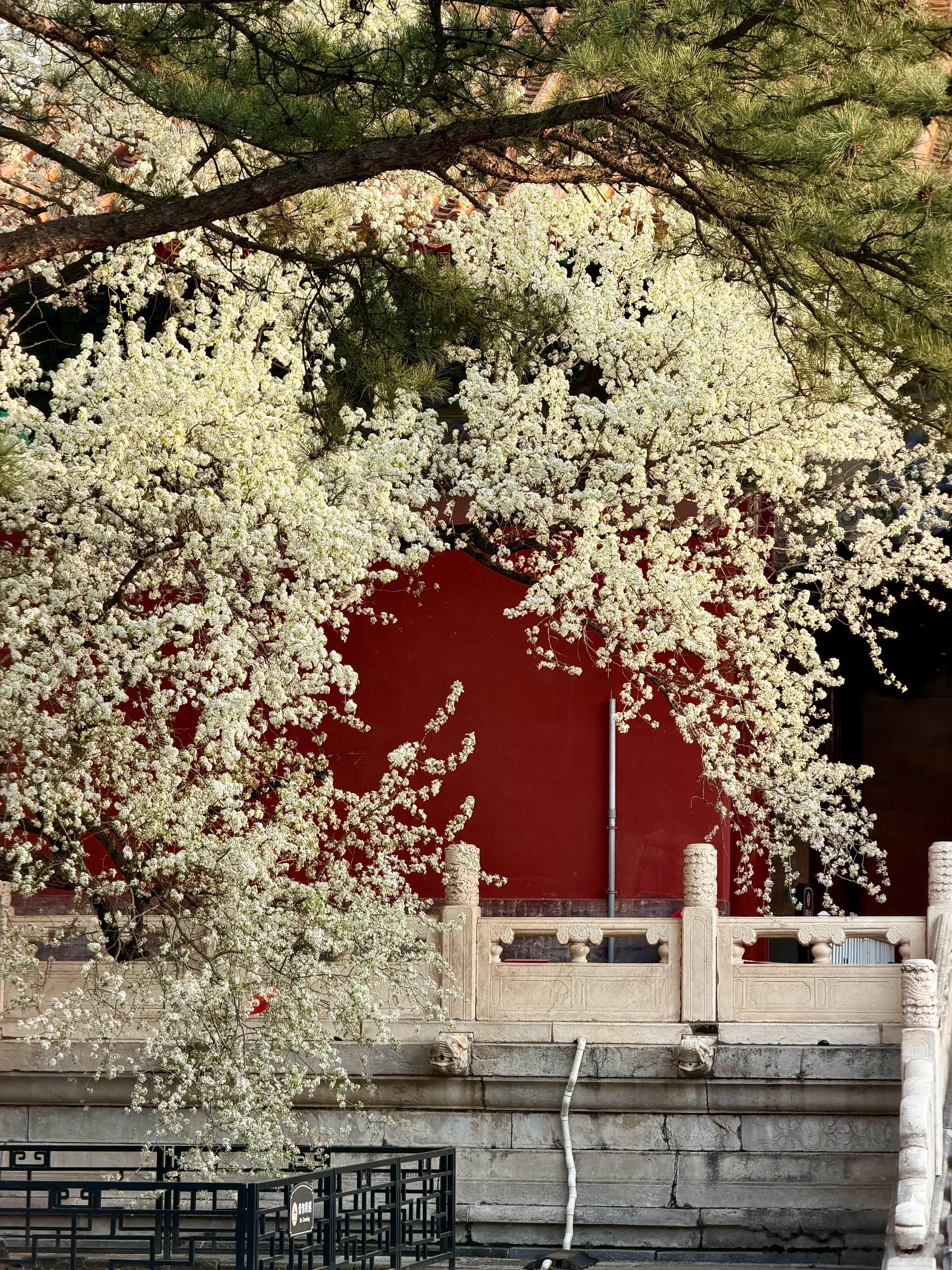 长陵杜梨，一样很美。 