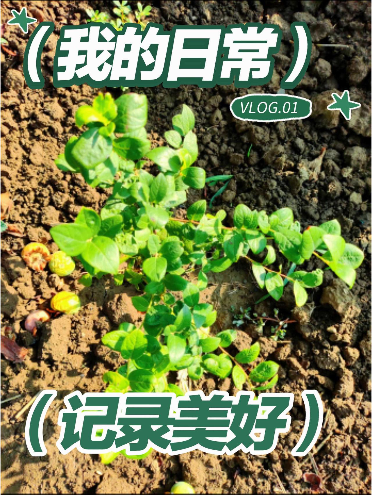 手机摄像 自己种菜 植物生长 原创视频 每天认识一种植物