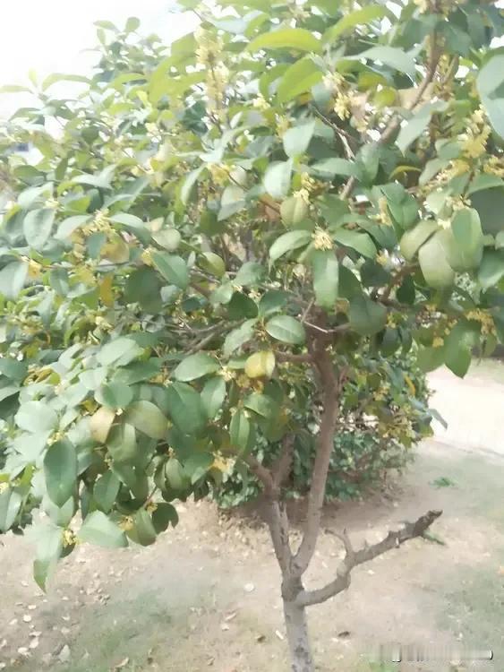 八月桂花九月开！#今年桂花晚开了# 
“八月桂花遍地开