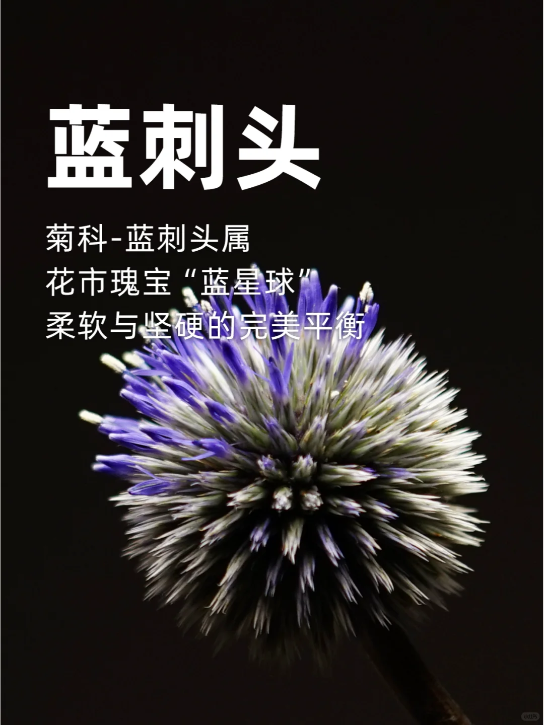 花市瑰宝“蓝星球”，柔软与坚硬的平衡～
