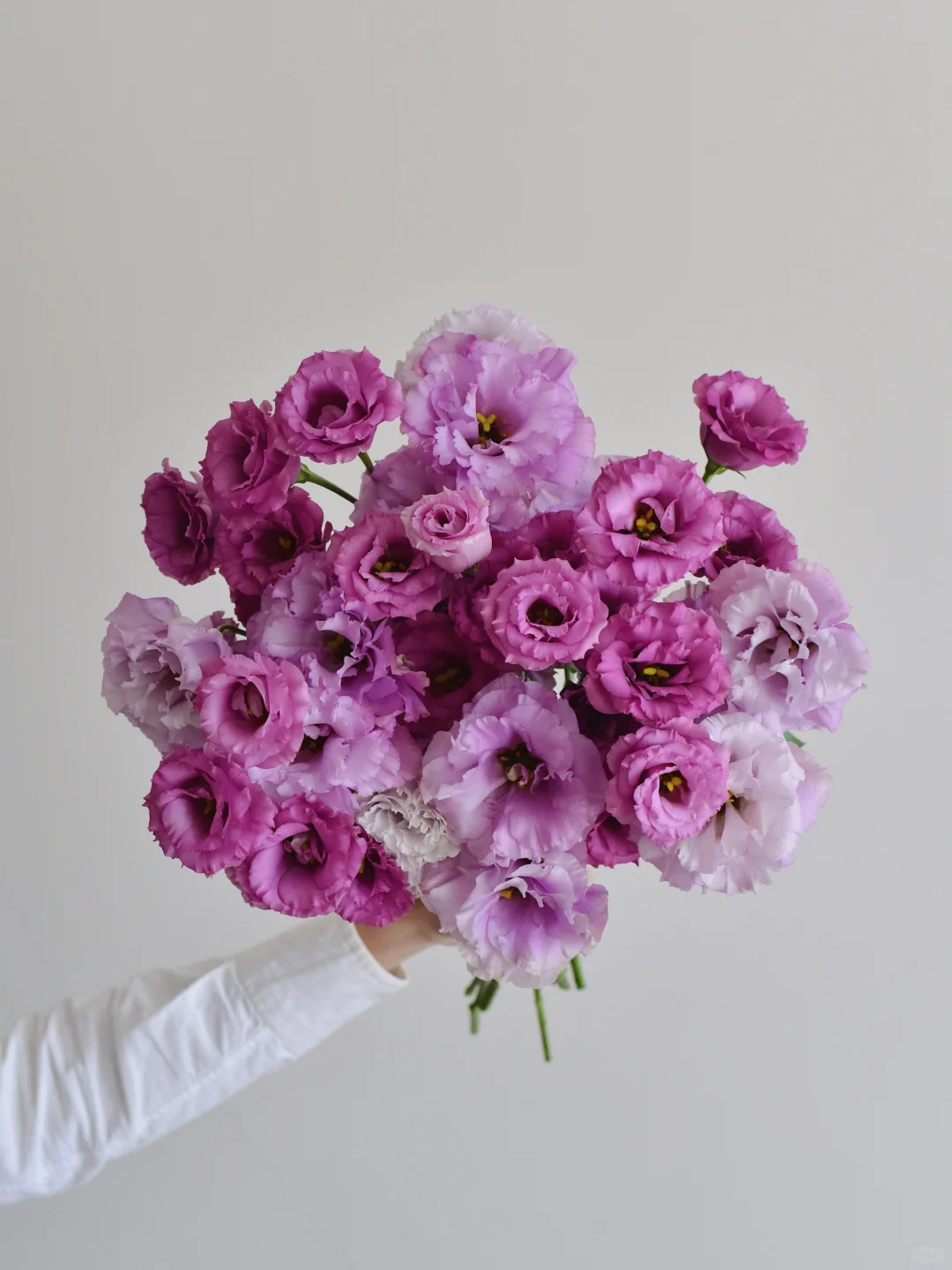 洋桔梗·木槿紫