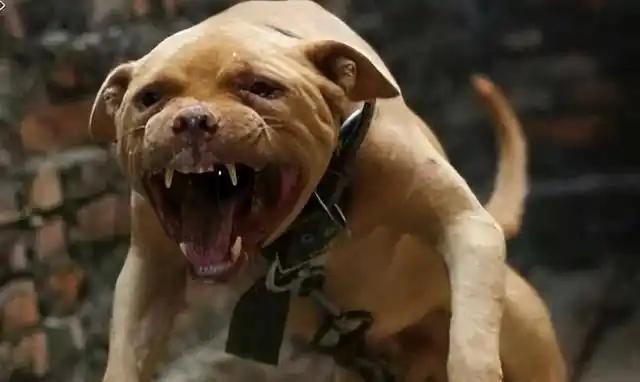 狗身上致命弱点在哪？训犬师说：凶狗扑来，切忌伸腿去踹，否则只会惹急它，咬住难松口