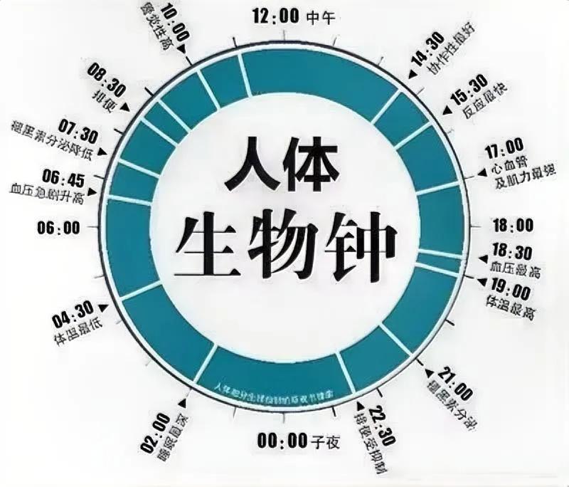 人体生物钟是怎么回事？

生物钟是一种无形的时钟，是生物体内的一种内在节律性机制