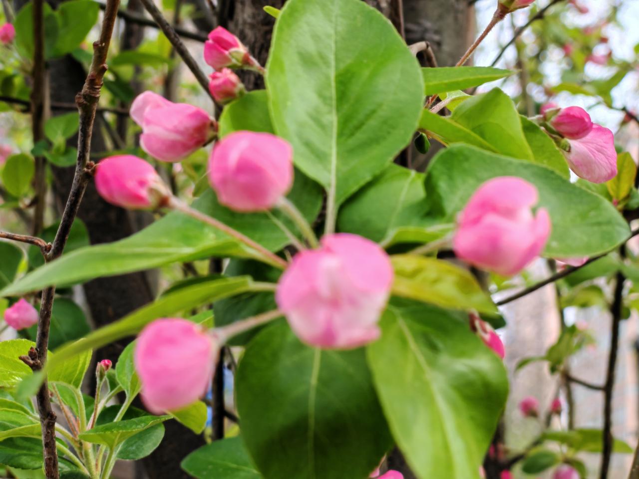 分享一张花开的图片