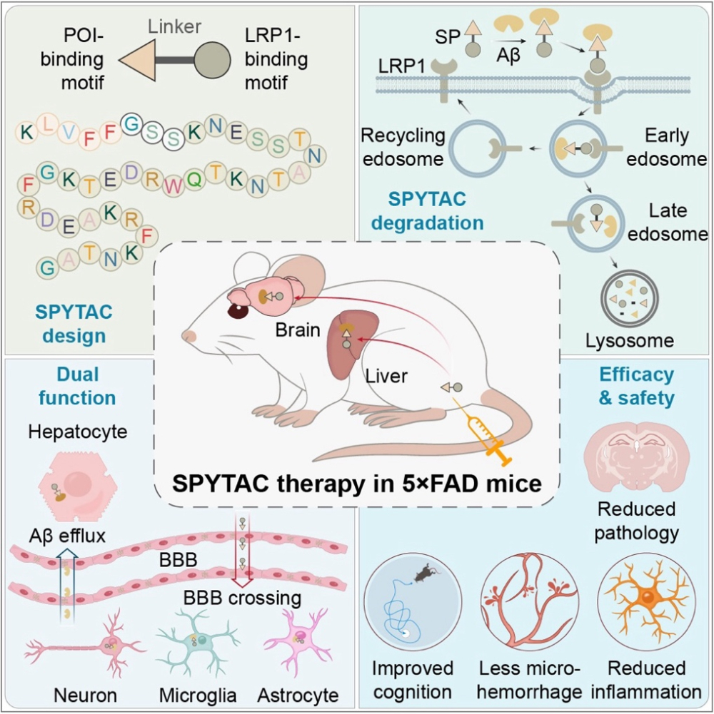 #阿尔茨海默病治疗新策略#【阿尔茨海默病治疗新策略！我国科学家开发新型靶向蛋白降