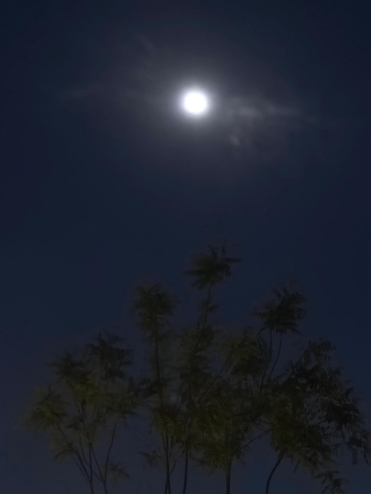 夜空中的皓月 月亮升起的夜晚 树下看月亮 一人一树一月亮 夜晚的树和月亮