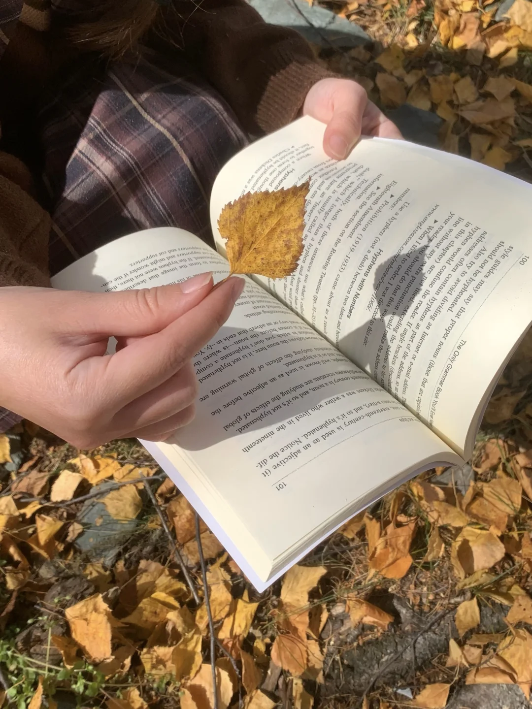 阿勒泰的秋天🍂｜白桦林才是「神的调色盘」😭
