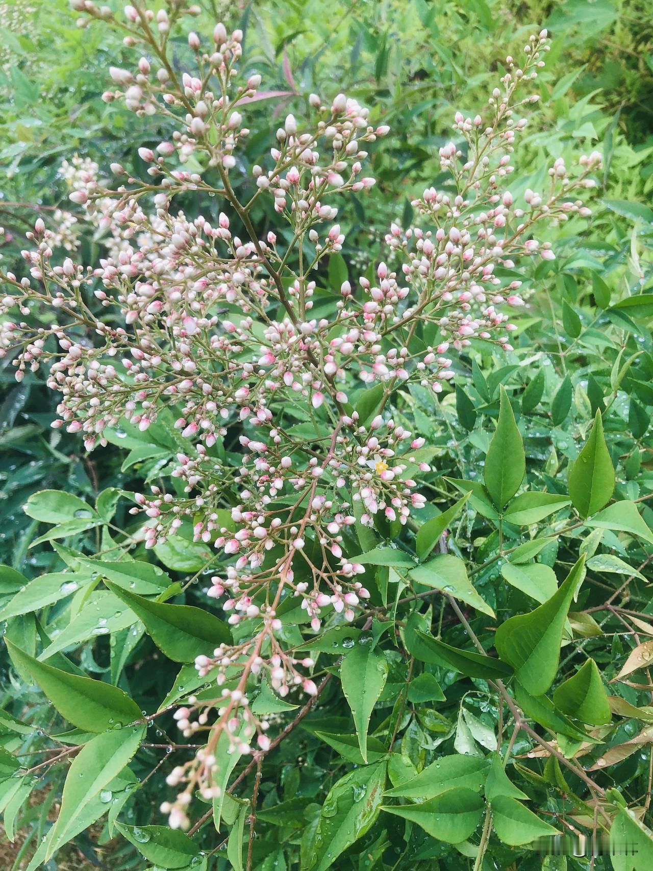 今天小雨天气，雨后出门随手拍下路边花草，清新又治愈。粉白细碎的南天竹缀着水珠，温