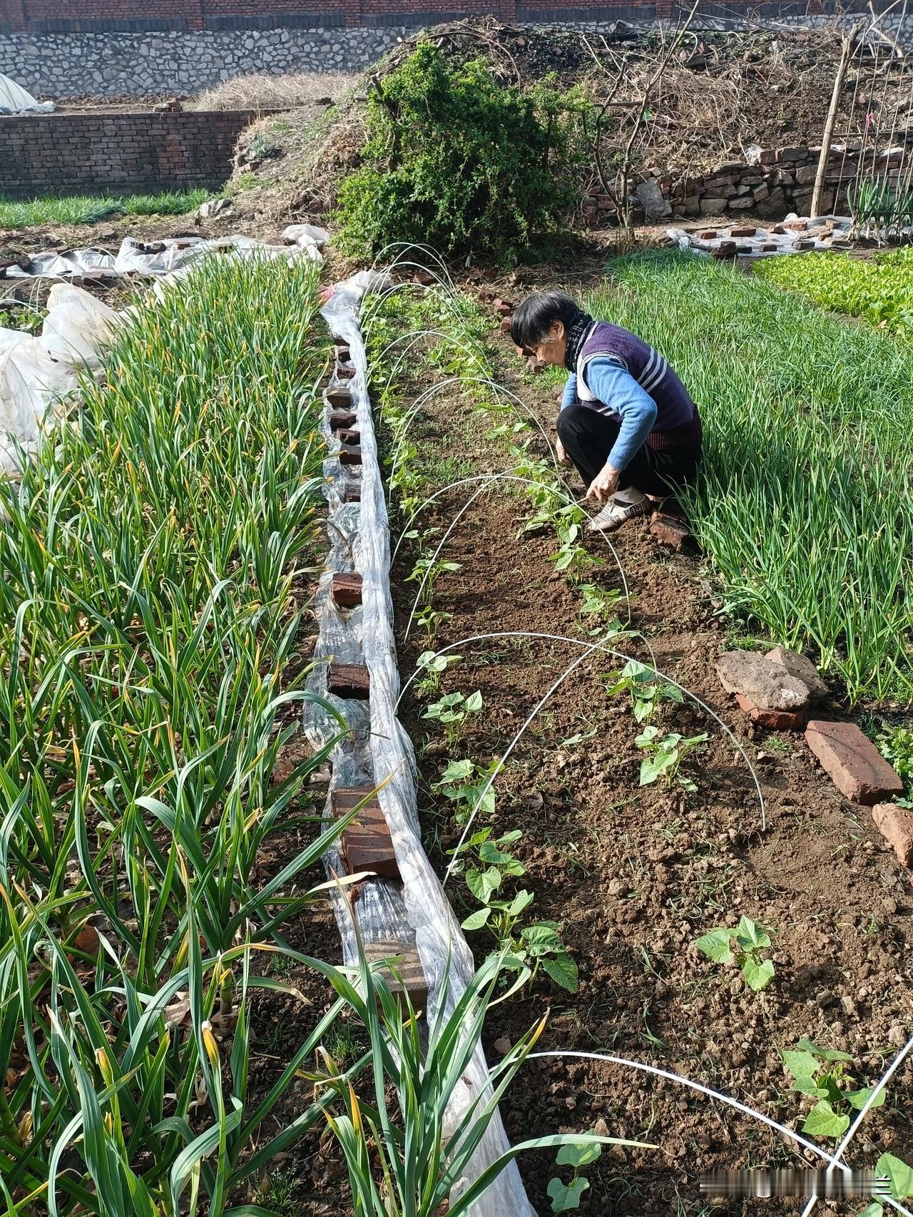 老妈上午又去菜园干活了，今天天气特别好，阳光明媚，温度也比较高。

我家地豆角现