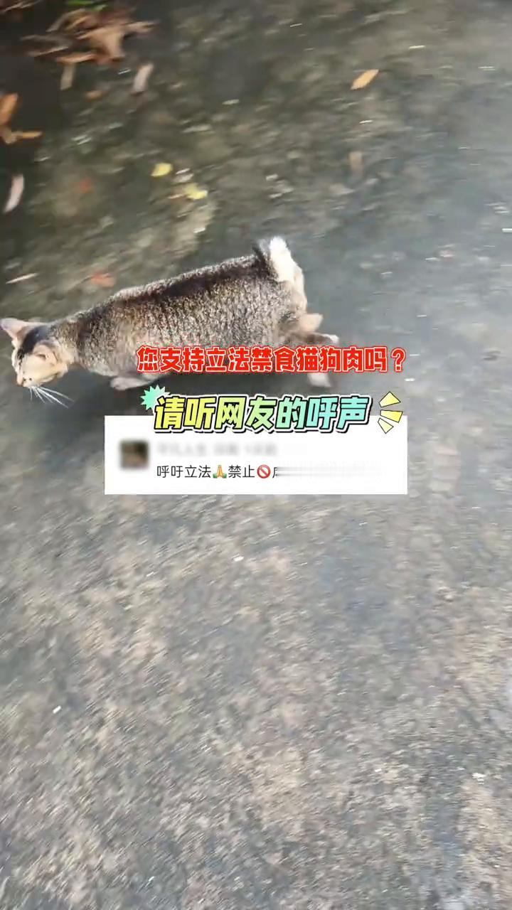 您支持立法禁食猫狗肉吗？请听网友的呼声。
呼吁立法禁止虐待残害食用猫狗肉。