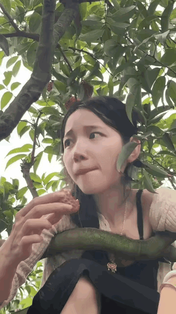万万没想到，荔枝界的“巨无霸”就藏在海南省会海口！最大100克（二两！），平均6