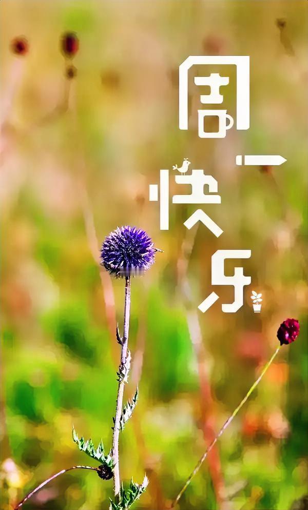 清晨的风，吹散上周疲惫；崭新周一，带着温柔与希望而来。不慌不忙，向阳而行，早安。
