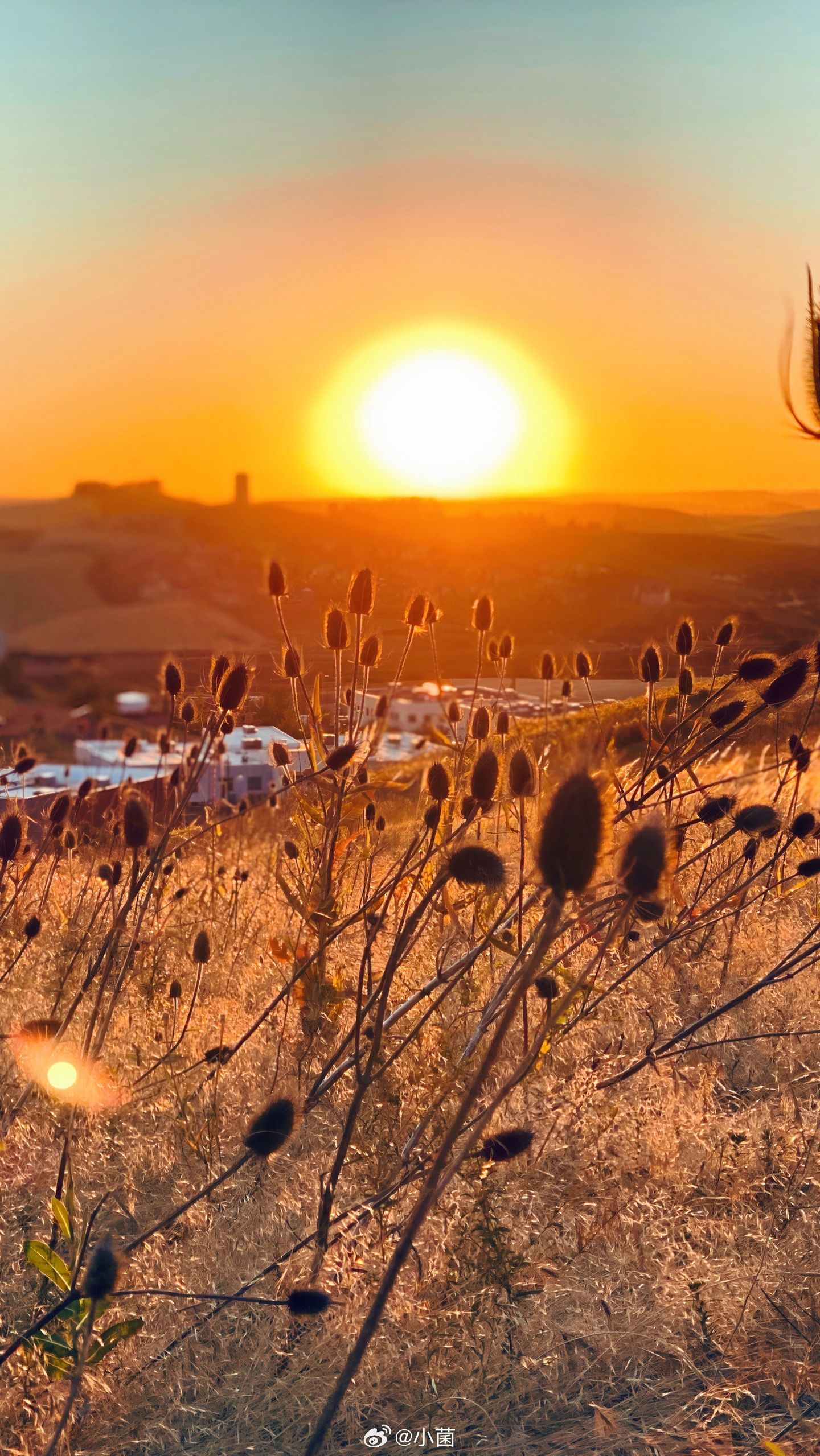 小菌  交换一张你拍的日落🌅。 