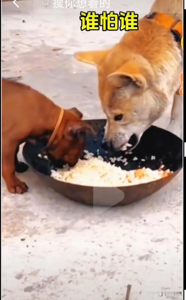 狗母子俩护食，狗妈说你不要那么大吃，留点给我，你没看到我在这吗？没大没小的，一点