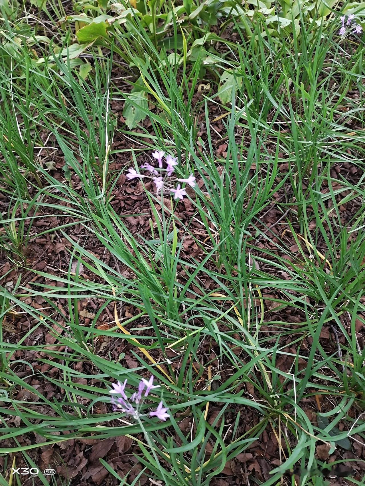 紫娇花 ：紫娇花是石蒜科紫娇花属多年生草本植物，原产于南非。其花茎直立，高30-