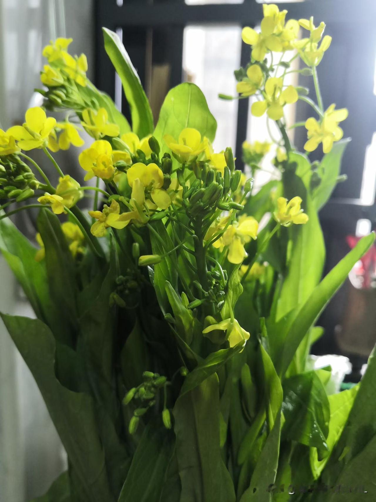 一把菜花～
​是对生活的热爱[比心]