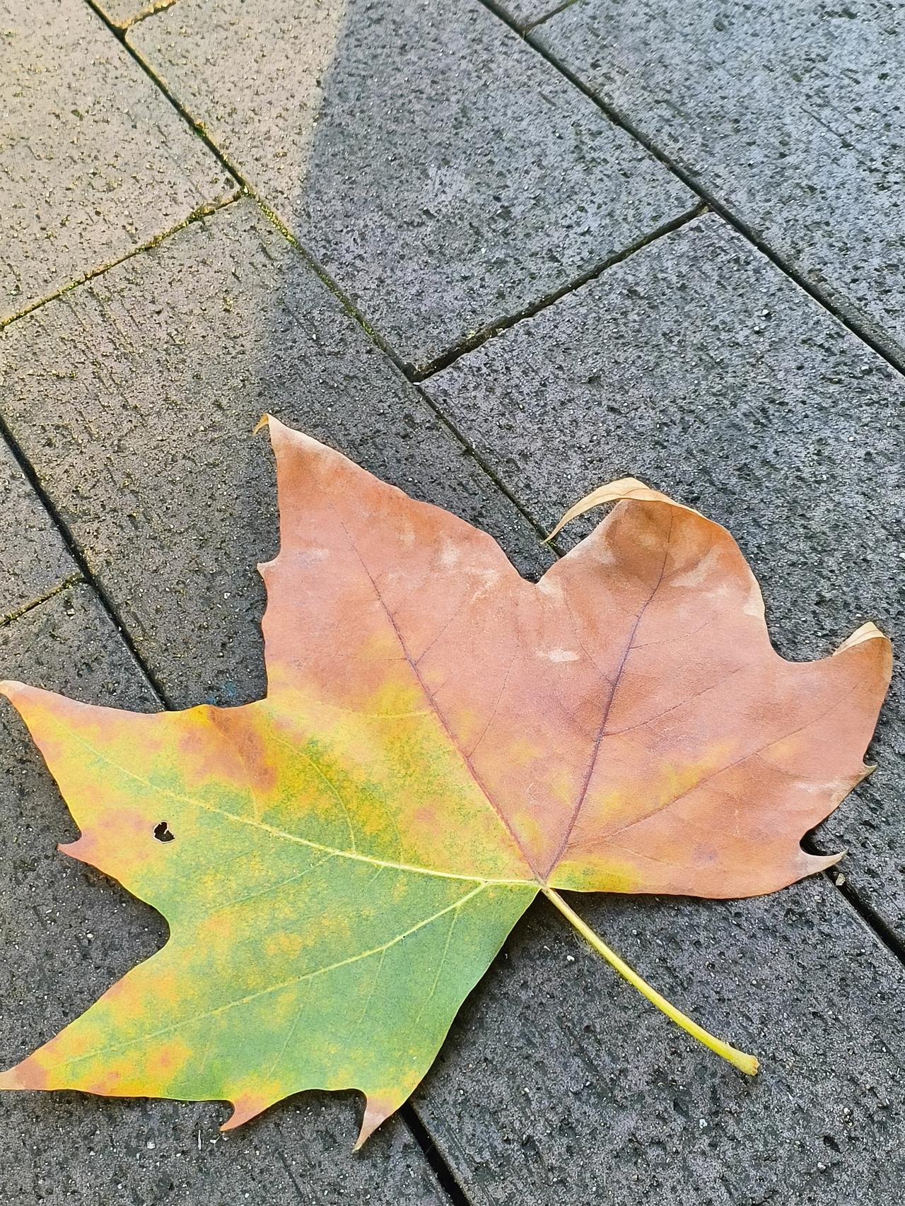落叶，像似久别重逢的恋人，经过了漫长的煎熬，思念在根茎疯长，终于按捺不住的汹涌回