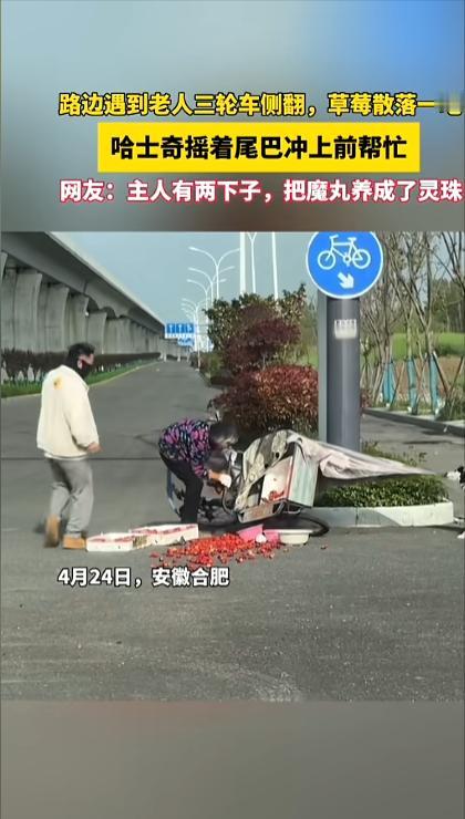 太有灵性了！4 月 24 日安徽合肥，老奶奶骑三轮车不慎撞上路边绿化带，车辆当场