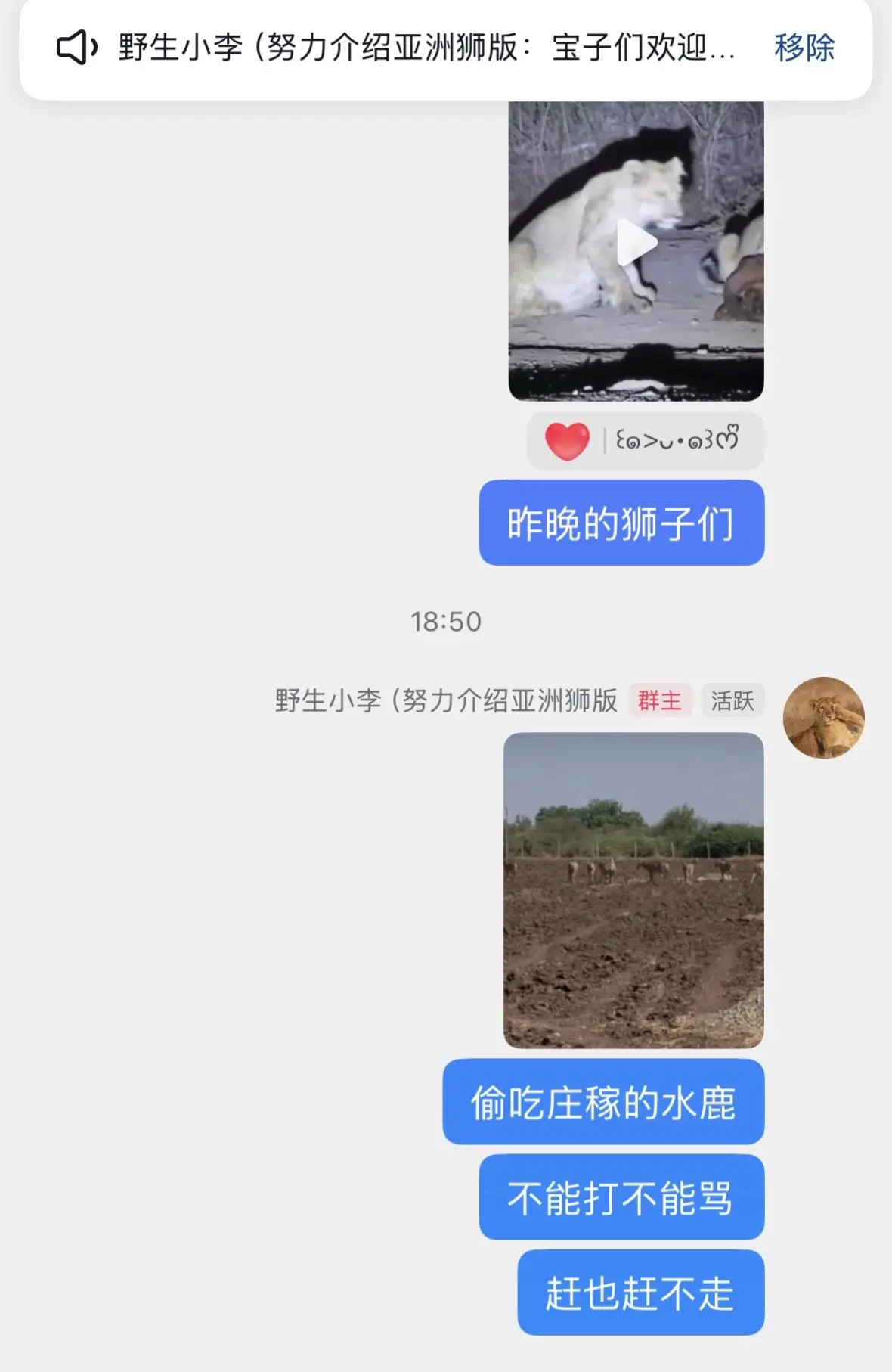 想看更多亚洲狮内容的宝子们可以进群。我每天都会在群里更新很多不便对外公...