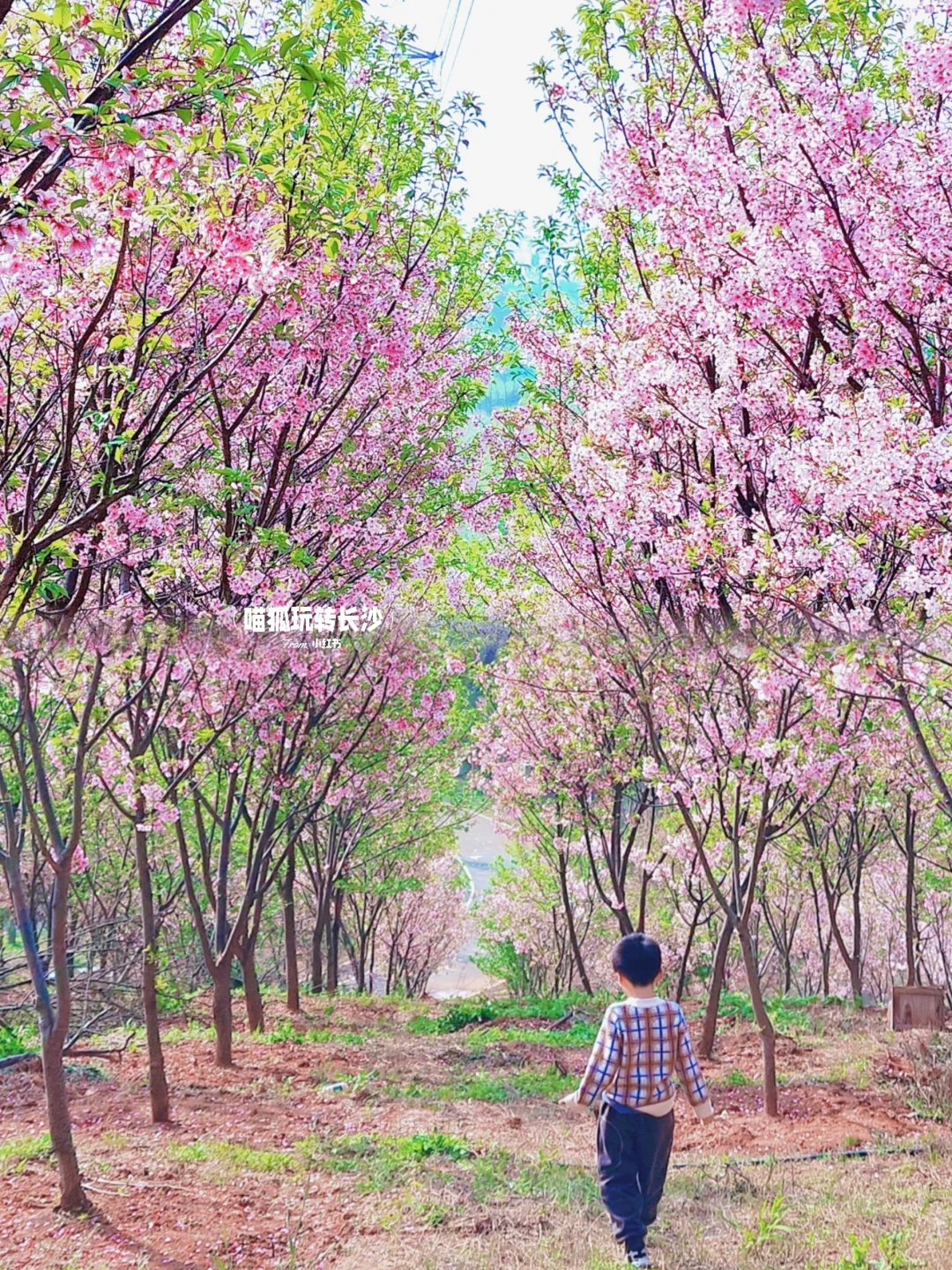 美炸！长沙这座无名野山樱花🌸开遍！
