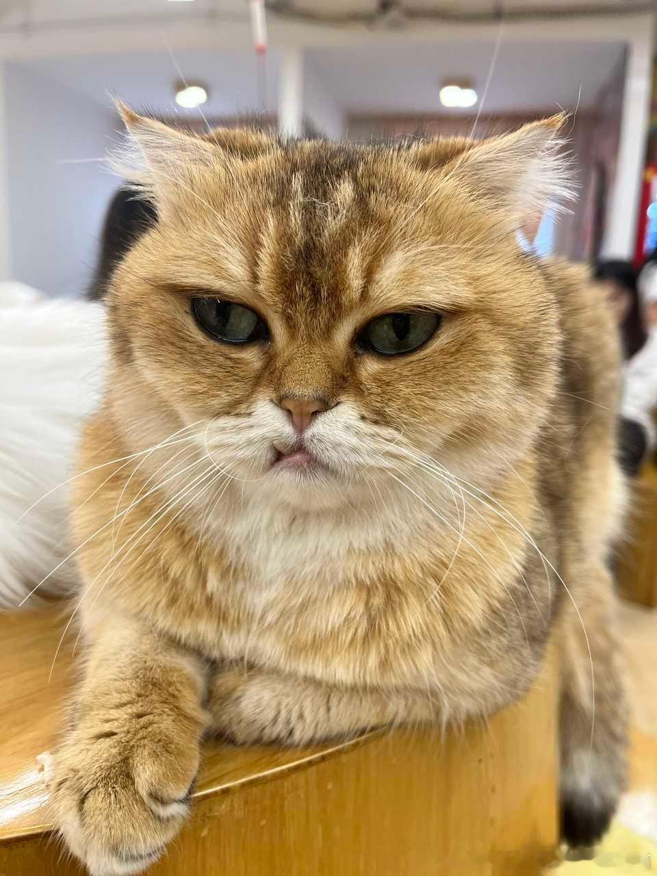 49154【丑猫】咪的冷酷，零下八度 