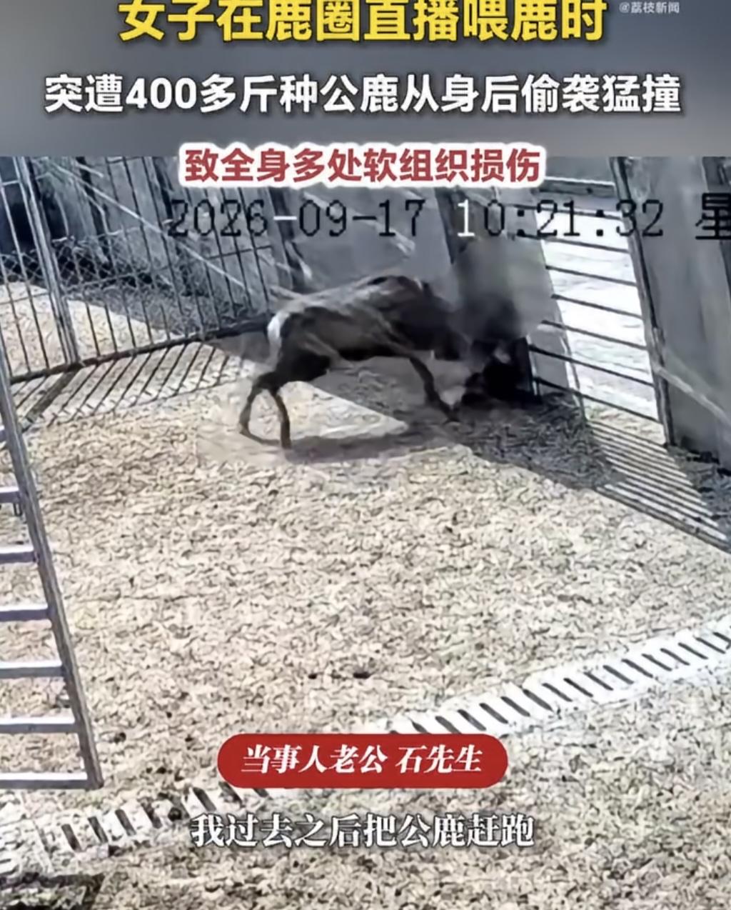 女子在鹿圈直播喂鹿，正对着镜头岁月静好，结果身后一头400多斤种公鹿“怒发冲冠”