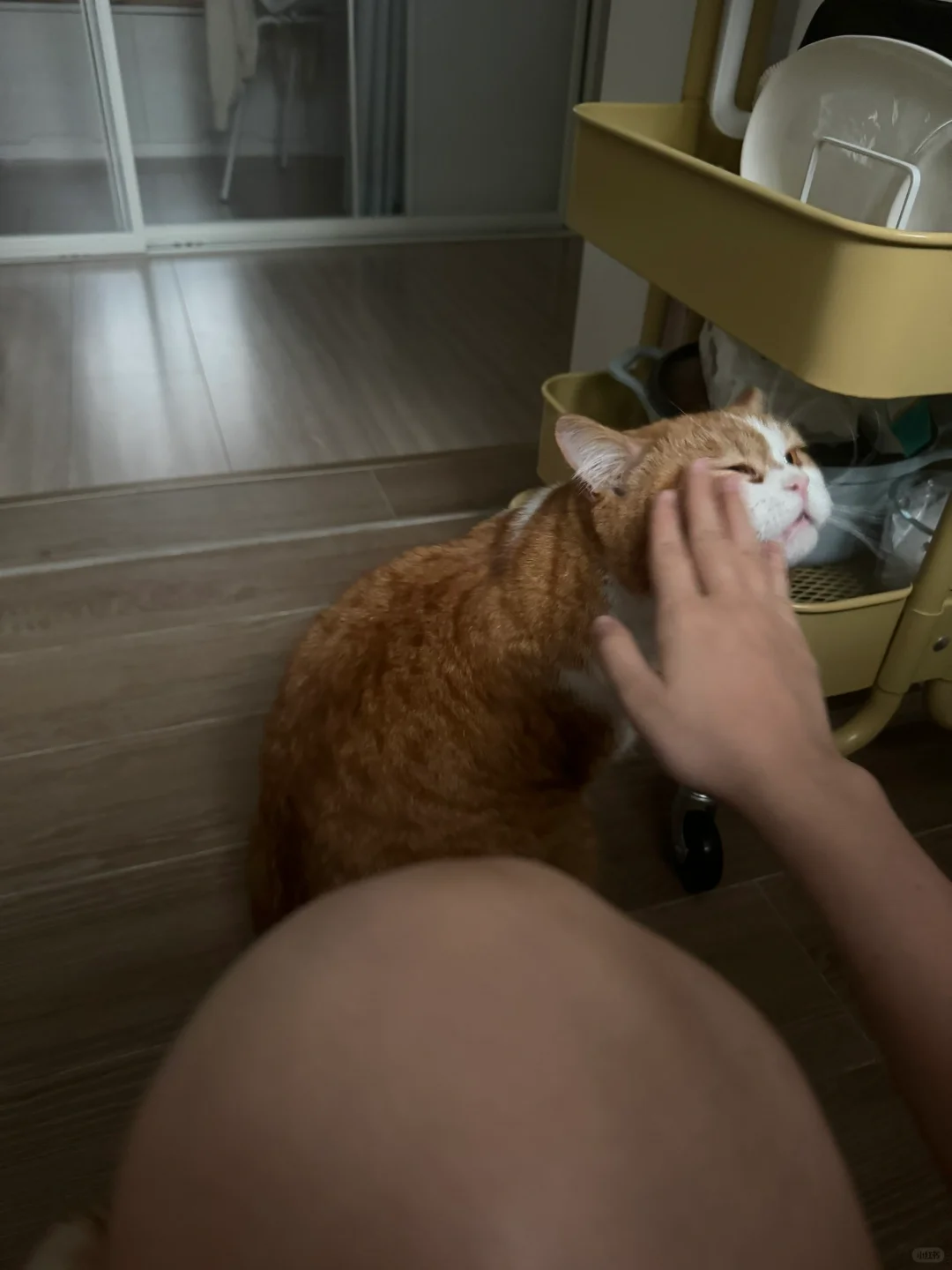 晚上失眠 情绪崩溃 还好有猫