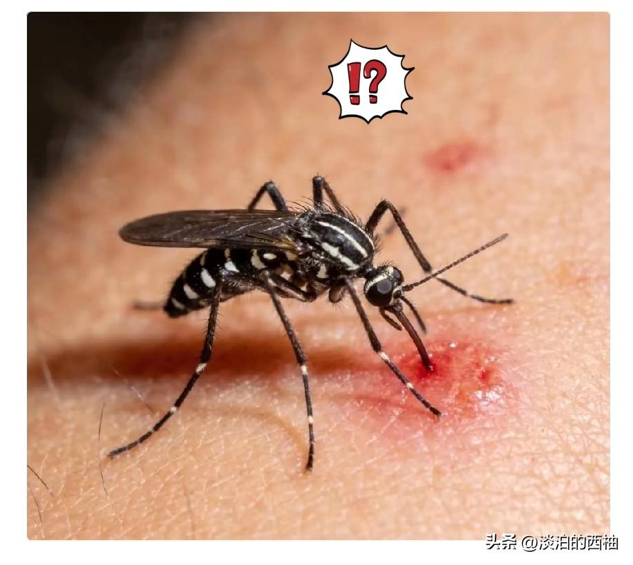 终于弄明白了
为什么今年蚊子迎来史诗级加强
不是蚊子变异了，也不是它不想走，而是