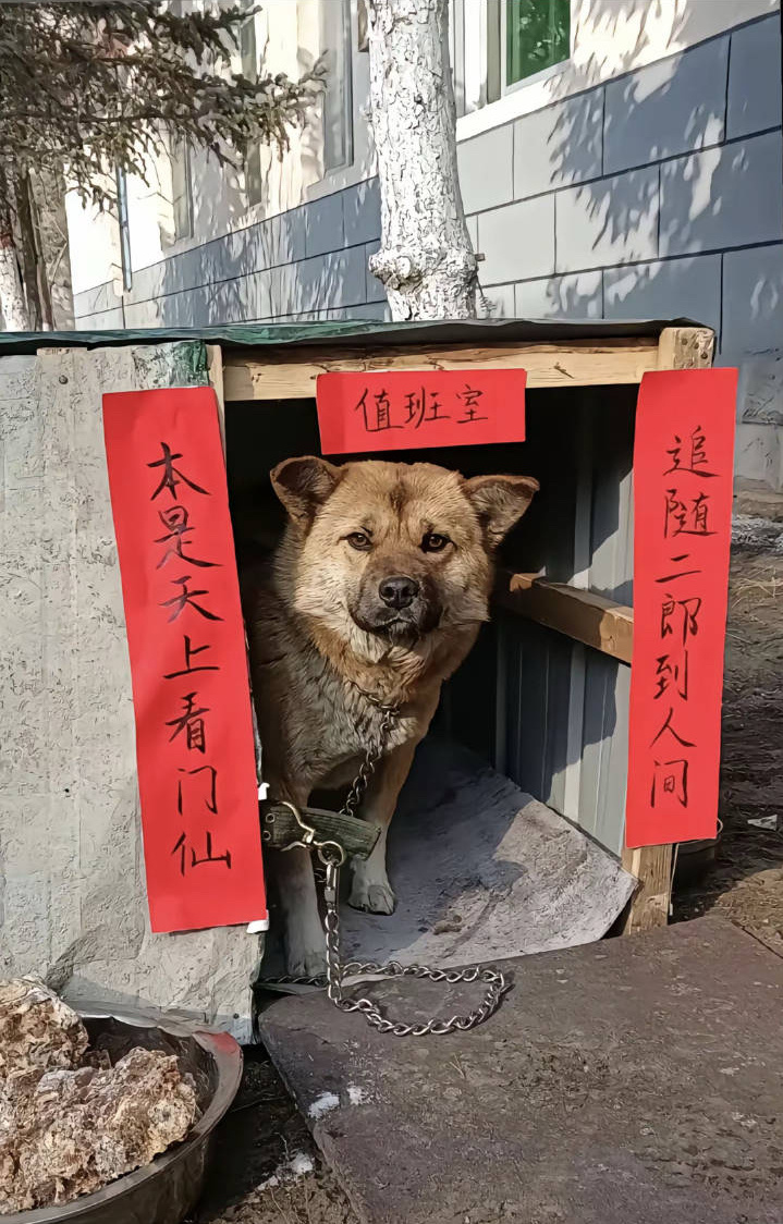 本是天上看门仙，追随二郎到人间 