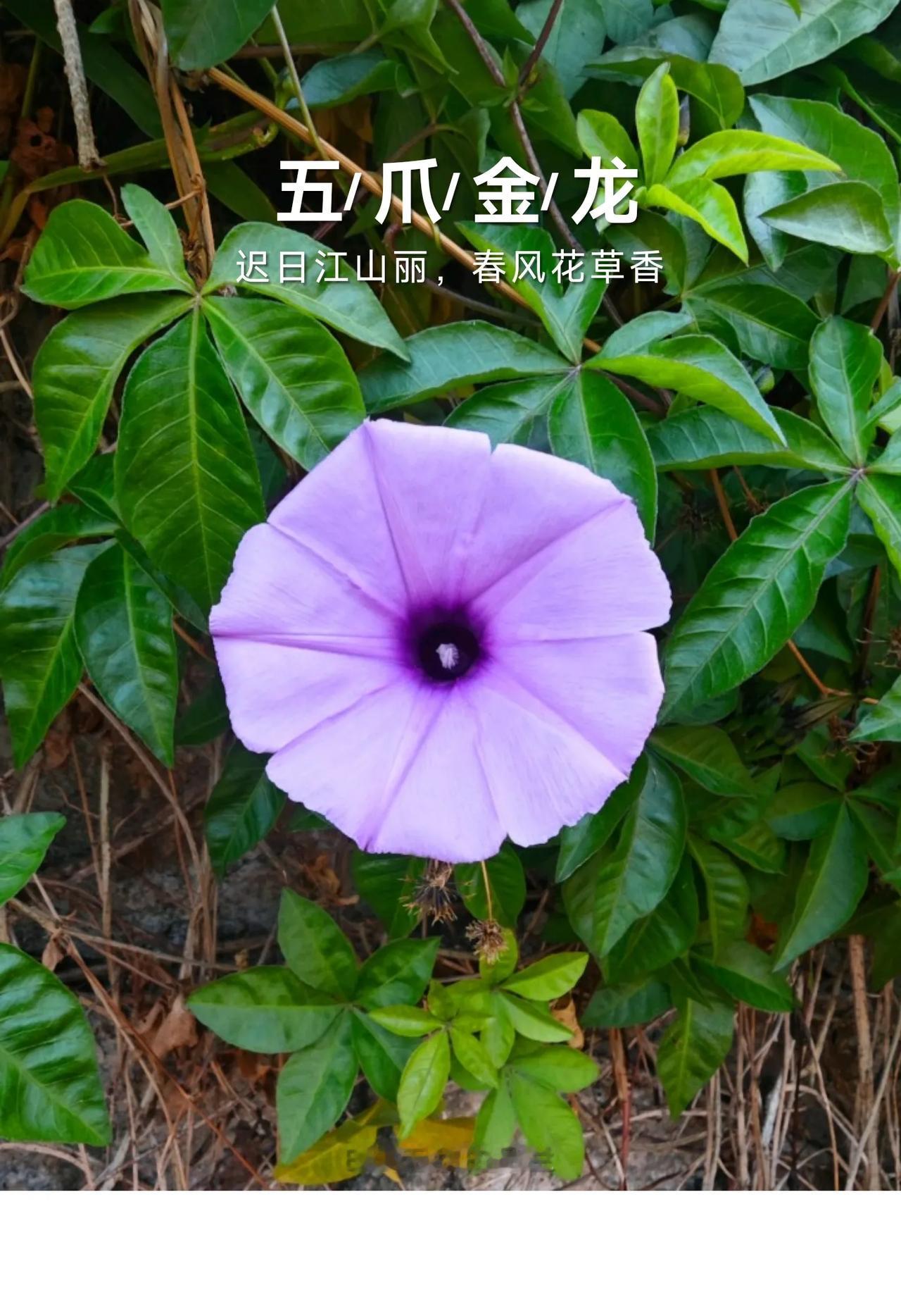 五爪金龙。五爪金龙 (Ipomoea cairica )在夏威夷群岛随处可见，因