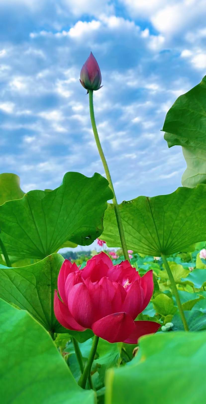 AI扩图 荷花池畔 荷花 荷花摄影技巧 荷花摄影作品