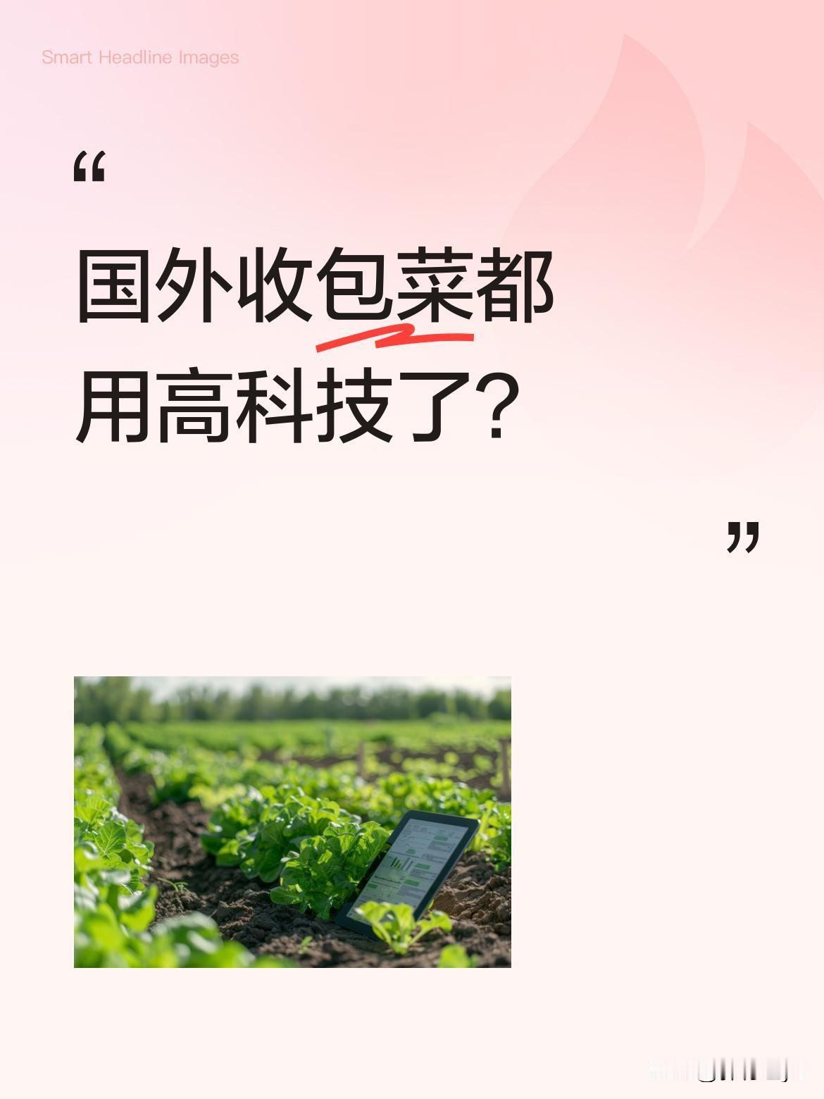国外收包菜都用高科技了？
视频里展示了国外包菜的机械化采收过程：收割机直接开到田